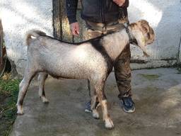 Anglonubien goat
