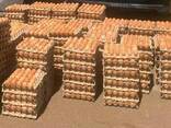 Best Quality Fresh Eggs - фото 3