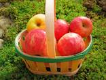 Cestini per la frutta