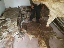 Donkey hides