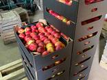 Export Apples / Red Prince / Champion / Golden / Mutsu / Jonagored - фото 1
