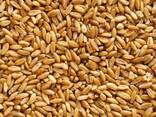 Food wheat (consumption) - фото 1