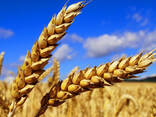 Food wheat (consumption) - фото 3