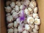 Garlic / origin Chima - photo 1