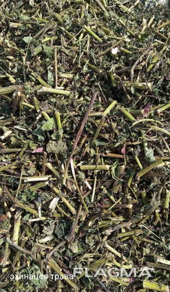 Medicinal herbs