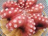 Мороженная рыба и морепродукты в Словакию от производителя из КНР - photo 5