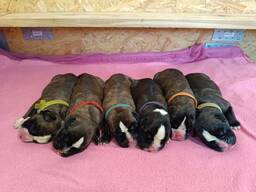 Niemiecki bokser - szczenięta z rodowodem