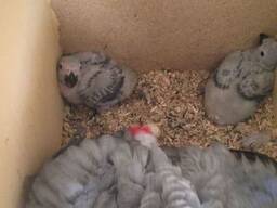 Parrots and eggs for sale