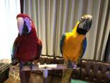 Parrots and eggs for sale - фото 1