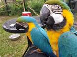 Parrots and eggs for sale - фото 2