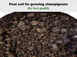 Peat soil for champignons - photo 1
