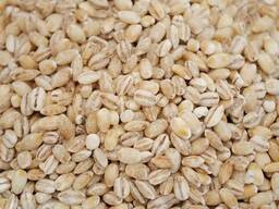 Перловая крупа производство Казахстан