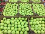 Polish apples, La-Sad - фото 7