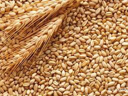 Potravinárska a kŕmna pšenica z Poľska