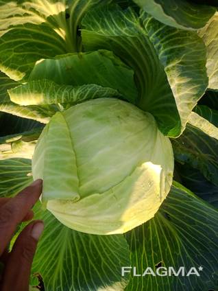 Продам капусту