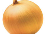 Quality fresh onion vegetables new crop - photo 1