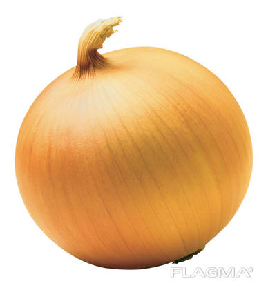 Quality fresh onion vegetables new crop