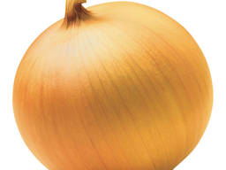 Quality fresh onion vegetables new crop