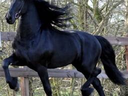 Quality Friesian horse