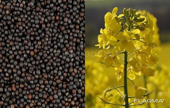 Rapeseed oil 2022 NOGMO