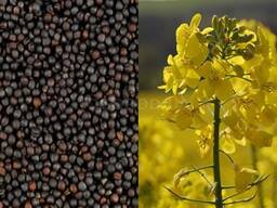 Rapeseed oil 2022 NOGMO