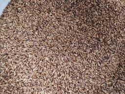 Расторопша происхождение Казахстан