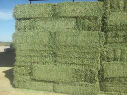Top quality alfalfa hay