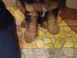 Welsh terrier - photo 1