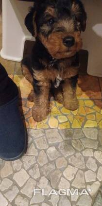 Welsh terrier