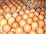 Wholesale Supplier of Fresh Eggs Brown and White Chicken Eggs Fertile Hatching Chicken Egg - фото 1