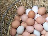 Wholesale Supplier of Fresh Eggs Brown and White Chicken Eggs Fertile Hatching Chicken Egg - фото 2